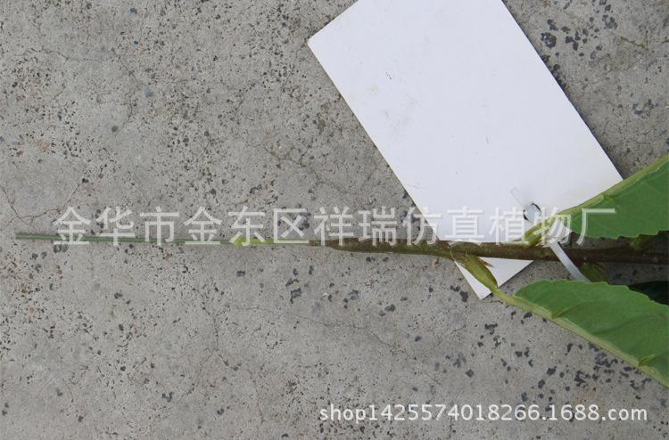 XRB-128单杆福鼎大白茶叶34叶55厘米3