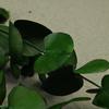 Flor mágica Flor eterna Folhas de eucalipto 100g / pacote Dia dos Namorados diy Material Vaso doméstico Material artesanal