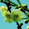 Planta de Flor en Maceta de Brote de Dulce Invierno para Uso en Interiores y Jardín, Florece Todo el Año, Flor de Ciruelo Fragante, Planta Verde de Bonsái de Tronco Viejo Resistente