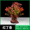 Pedra Vulcânica Plantada com Plantas Aquáticas, Grama Centopeia, Figo d'Água, Plantas Aquáticas Preguiçosas, Plantas Aquáticas para Aquário, Plantas Verdes Negativas, Grama Real