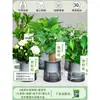 Árbol del Dinero Maceta Flores, Sala de Estar, Casa Próspera, Plantas Verdes, Fácil de Cultivar en Todas las Estaciones, Árbol del Dinero, Plantas Hidropónicas de Escritorio para Oficina
