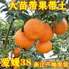Una pieza de Dropshipping con Fruta Enviada Plántulas Grandes de Naranja Dulce Naranja de Azúcar en Maceta Siembra en Tierra Plantación Norte y Sur Naranja de Azúcar sin Semilla