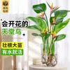 Plantas Hidropónicas Ave del Paraíso Plantas Verdes Plantas en Maceta Flores Plantas Interior Sala de Estar Hidropónico Sin Suelo Monstera Deliciosa Perenne
