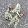 Simulação de parede de planta com comércio exterior tartaruga de volta folha solta kwai flor arte bela Chen fundo macio parede decorativo folha verde atacado