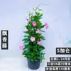 Planta em Vaso de Flores de Rattan Fragrante de Peça Única para Dropshipping, Planta Trepadeira de Folhas Grandes, Cinto de Trepadeira Flor de Dupla Felicidade com Pétalas Duplas Vermelhas