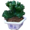 Plantas Verdes Flores de Balcón Interior Kalanchoe Pinnata Suculenta de Cinco Dedos Montaña Cactus con Raíces Kalanchoe Rojo