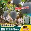 Semillas de Melón de Invierno Piel de Polvo 221, Polvo de Cera de Fruta Grande, Semillas de Melón de Invierno de Frutas Múltiples, Verduras de Huerta