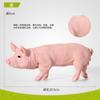 Ornamentos de Modelo de Animal Selvagem Simulado Transfronteiriço Mini Brinquedos Educacionais de Ciência para Crianças Presentes para Meninos e Meninas