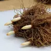 Plántulas de Muguete en Maceta con Capullos, Florales Fragantes, Plantas Verdes Pequeñas en la Oficina, Fragante, Florece en Muchas Estaciones del Mismo Año, Resistente al Frío
