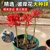 Bulbo de Lycoris radiata Manzhushahua flor roja en maceta brocado cambiante Amarilis bulbo grande flores de balcón fragancia fuerte Nardo