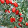 Mudas de Goji Berry Vasos com Mudas de Goji Berry Mudas de Goji Berry para Exterior Plantio no Solo Plantio Interno no Norte e Sul