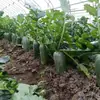Zhongxiqiu Não. 5 Sementes de Rabanete Shawa Sementes de Rabanete Verde Outono Quatro Estações Vasos Sementes de Rabanete Fruto Shawa