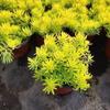 Dropshipping de Plantas Florais em Vaso de Raiz de Alúmen, Mudas de Flores de Interior, Folhagem Perene, Plantas Verdes Resistentes ao Frio, Grama de Buda, Europeu