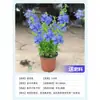 Planta Verde em Vaso em Formato de Pirulito Floco de Neve Azul Floresce o Ano Todo, Fácil de Cuidar, Mudas Grandes com Botões de Flores, Flores Resistentes ao Calor para Varanda e Jardim