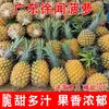 Abacaxi Fruta Pacote 5kg Abacaxi Sazonal Fragrante Abacaxi Fresco Pequeno Abacaxi Crocante de Zhanjiang com Caixa