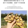 Jengibre Fresco, Jengibre Viejo, Jengibre Grande, Jengibre Amarillo, Jengibre Seco, Jengibre Posparto, Trozos de Jengibre, Caja Entera, Yunnan, por Libra, Envío Gratis