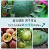 Bolas Trampa Mosca de la Fruta Cítrica, Bolas Pegajosas de Insectos para Árboles Frutales, Trampas de Mosca de la Fruta con Aguja para Abejas, Bolas Pegajosas de Mosca de la Fruta para Huertos al por Mayor