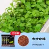 Acuario Semillas de Plantas Acuáticas Plantas Acuáticas Purificación Activa del Agua Decoración de Acuario Purificación Calidad del Agua Paquete de Semillas de Plantas Acuáticas