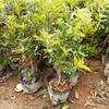 Dropshipping Plantones de Bayberry Injertados con Suelo Dongkui Bayberry Extra Grande Enano en Maceta Plantación en Tierra Sur del Año