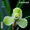 Plántulas de Orquídea Wengyuan, Orquídeas de Primavera, Ocho Especies Antiguas, Song Mei Laoji, Flores Redondas, Fragancia Fuerte, Fácil de Cultivar Plantas Verdes de Interior y Macetas