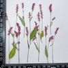 Polygonum pasto pasto rojo flor flor marco de fotos separador vela arte de uñas flor seca real en relieve material DIY planta espécimen de enseñanza