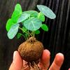 Planta Tartaruga da Montanha Ouro Não Muda Em Vaso Videira Vermelha Videira Sangue Hidropônico Bonsai Videira Trepadeira Suculenta de Mesa Interna Planta Verde Florais