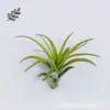 Abacaxi de Ar Quadro de Fotos Arte Entrada Decoração de Ar Pintura Suculenta Planta Verde Sala de Estar Varanda Estufa Flor Amarelo