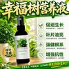 Fertilizante Especial e Solução Nutritiva para Dinheiro em Vaso Folhas Secas Folhas Caindo Folhas Amarelas Solução Nutritiva Especial para Dinheiro