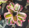 Paquete Combinado de Bromelias Set Grande Mediano Pequeño Madera Flotante de Selva Paisajismo Acuático Micro Paisaje Planta de Aire Otro