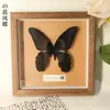 Espécime de Borboleta Real Moldura de Foto em Madeira Maciça Produto Acabado Presente Ornamento de Formatura Presente de Aniversário Suporte de Exibição de Pintura Decorativa Presente de Feriado