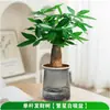 Árbol del Dinero Flor Pequeña en Maceta Planta Verde con Alto Valor Estético en la Oficina, Adecuado para Cultivar como un Árbol del Dinero en Maceta