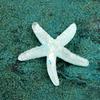Acessórios de resina para paisagem marinha micro série Oceano concha Estrela-do-mar de cristal pequenos enfeites DIY mini pêndulo plano