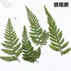 Samambaia cauda de lobo flor seca flor em relevo beleza de unha material de maquiagem flor real natural espécime de planta gota de cola material artesanal