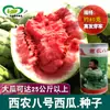 Xinong No. 8 Semillas de Sandía, Híbrido de Maduración Media-Tardía, Sandía Ovalada de Fruta Grande para Campos y Huertos
