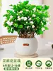 Planta de Jasmim em Vaso para Uso Interno, Repele Mosquitos, Elimina Odores, Sempre Verde para Todas as Estações, Fresca e Fragrante, Planta com Flores Atraentes para Mesa de Casa