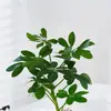 Pé de Pato Vasos Plantas Flores Plantas Internas Atrair Riqueza Sete Folhas Mesa Escritório Plantas Verdes Sempre-Verdes Quatro Estações Traga Riqueza de Todas as Direções