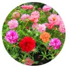 180 Variedades de Sementes de Flores Não Repetitivas, Fáceis de Cultivar em Todas as Estações, Podem Afastar Mosquitos, Adequadas para Varandas Internas e Externas, Distribuição Transfronteiriça