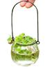 Jarrón de Vidrio Transparente Colgante Botella Colgante Calabaza Pequeña Dispositivo Simple Hidropónico para Flores Jardinería de Interior Decoración del Hogar Botella