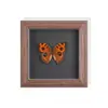 Set de Regalo de Espécimen de Mariposa Real para Mujeres, Decoración 3D, Regalo para Amigos, Materiales Didácticos, Marco de Fotos Sencillo