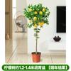Perfume Árbol de Limón Planta en Maceta con Flores y Frutos Comestible Interior Absorbente de Formaldehído Planta Verde Grande Fragancia Balcón Patio Planta