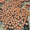 Esfera Absorvente de Oleosidade de Pedra Vulcânica para Rosto e Pescoço Controle de Oleosidade Esfera Absorvente de Oleosidade 21-22mm Bastão Absorvente de Oleosidade de Pedra Vulcânica Esfera Absorvente de Oleosidade