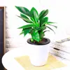 Plantas Verdes de Escritório Hidropônicas e Cultivo em Solo Plantas em Vasos Árvore da Fortuna Flores de Aloe Plantas para Pessoas Preguiçosas de Mesa Coco Miniatura