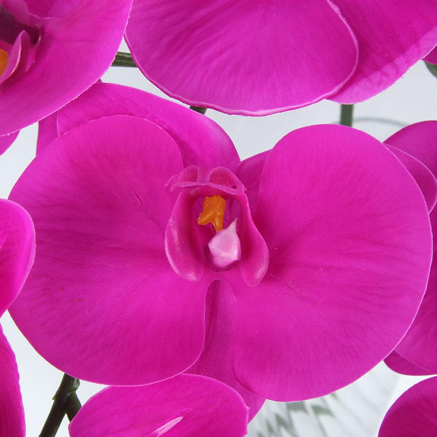 胶片蝴蝶兰 主图7.jpg