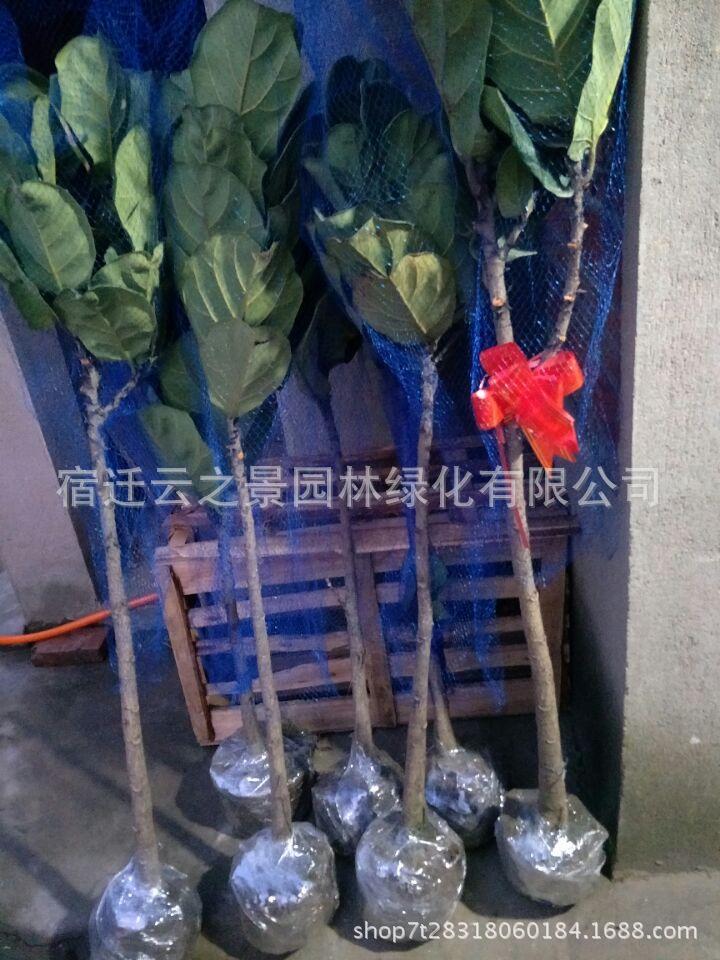 QQ鍥剧墖20171206231243