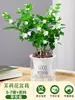 Planta de Jasmim em Vaso para Uso Interno, Repele Mosquitos, Elimina Odores, Sempre Verde para Todas as Estações, Fresca e Fragrante, Planta com Flores Atraentes para Mesa de Casa