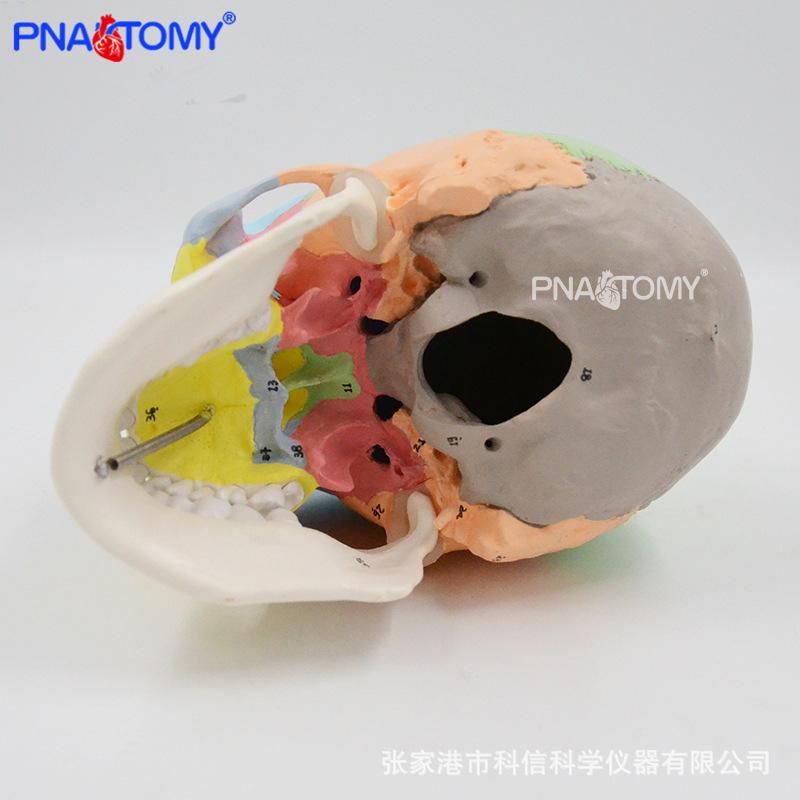 PNT-0153N 彩色头骨标数字07.jpg