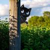 Oferta especial: Piezas de Hierro Metálico con Silueta Oculta de Gato Negro, Decoración Divertida para Jardín y Patio, Regalo para Amantes de los Animales