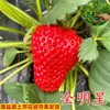 Fresas de Primera Cosecha en Tierra Original para Plantar en Casa, Plantas en Maceta Dulces y Jugosas para Balcón y Uso en Interiores, Plántulas de Fresa para Todas las Estaciones