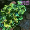 Escama de Dragón Sirena Iridiscente Concha Grande 40mm Lentejuelas Plegadas DIY Siete Colores Deslumbrante Escama de Pez Forma de Abanico Cuentas