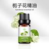 Óleo essencial de gardênia, óleo essencial de planta de gardênia, fabricante de óleo essencial de aromaterapia, 10ml, Amazon transfronteiriça